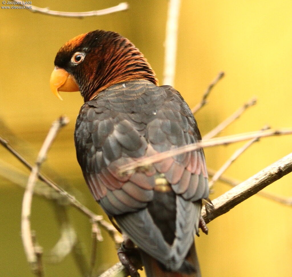 Dusky Lory