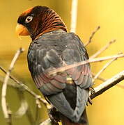 Dusky Lory