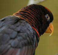 Dusky Lory