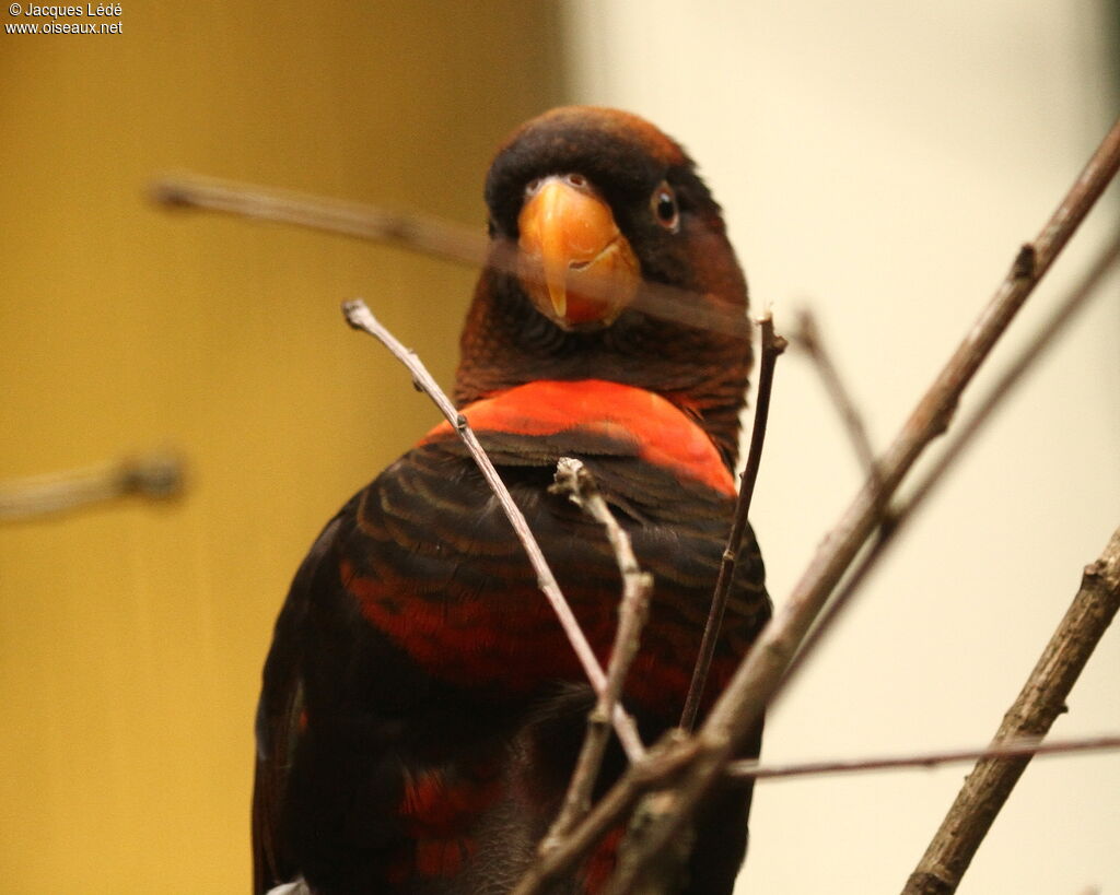 Dusky Lory