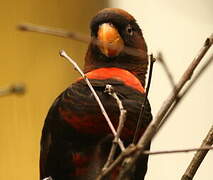 Dusky Lory