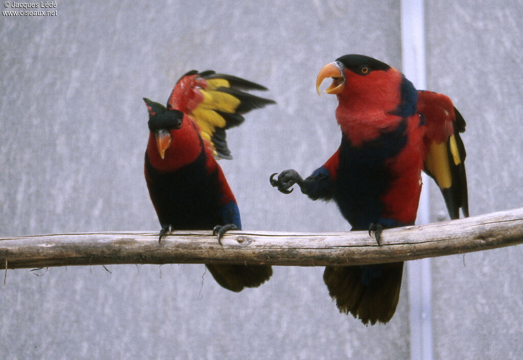 Black-capped Lory