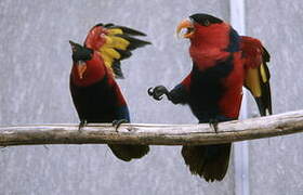 Black-capped Lory