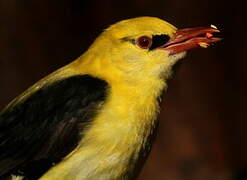 Eurasian Golden Oriole