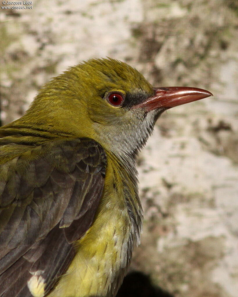 Eurasian Golden Oriole