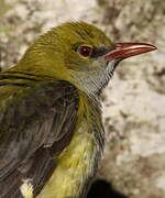 Eurasian Golden Oriole