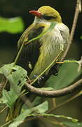 Eurasian Golden Oriole