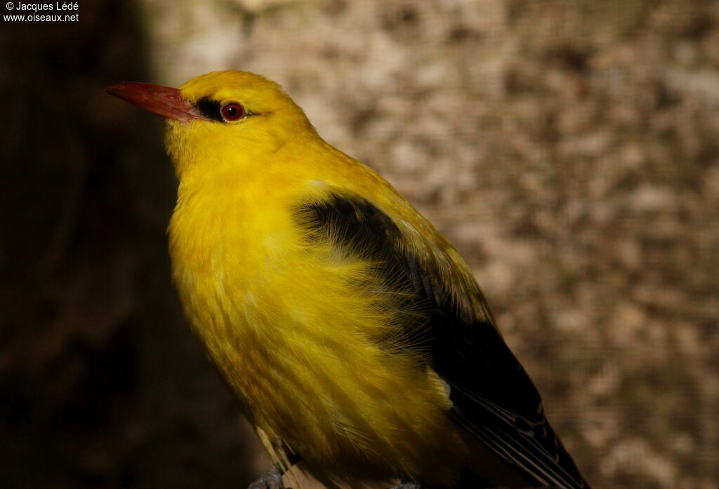 Eurasian Golden Oriole