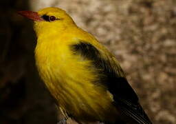 Eurasian Golden Oriole