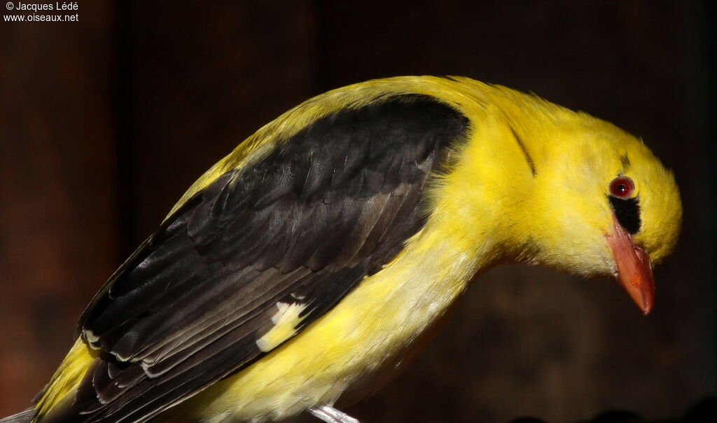 Eurasian Golden Oriole