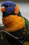 Red-collared Lorikeet