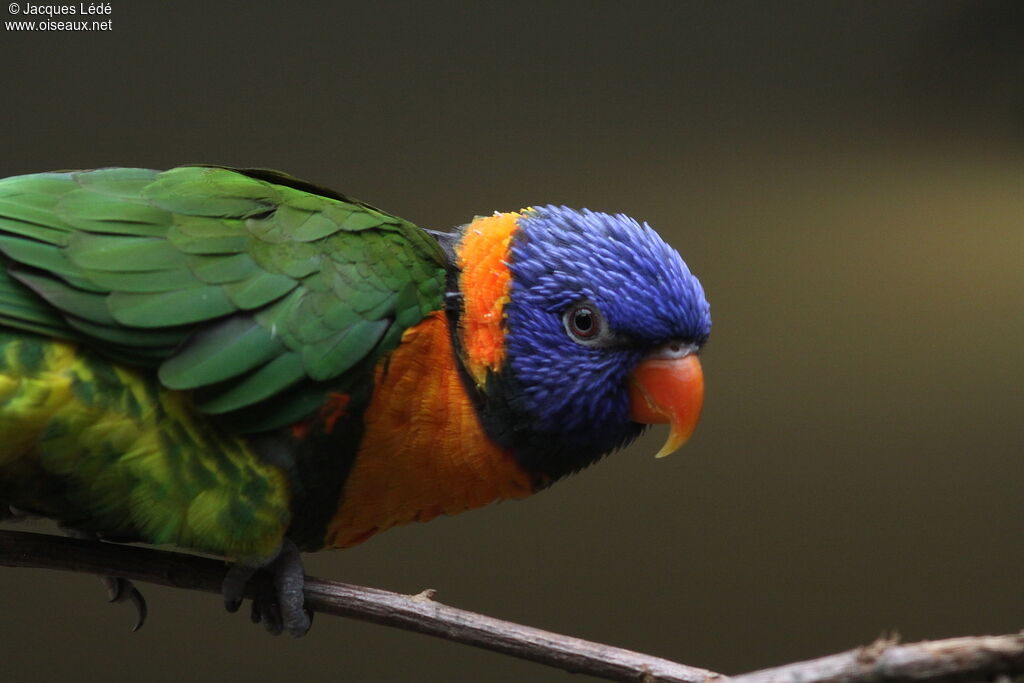 Red-collared Lorikeet