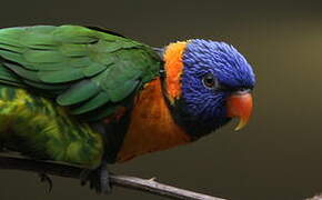 Red-collared Lorikeet