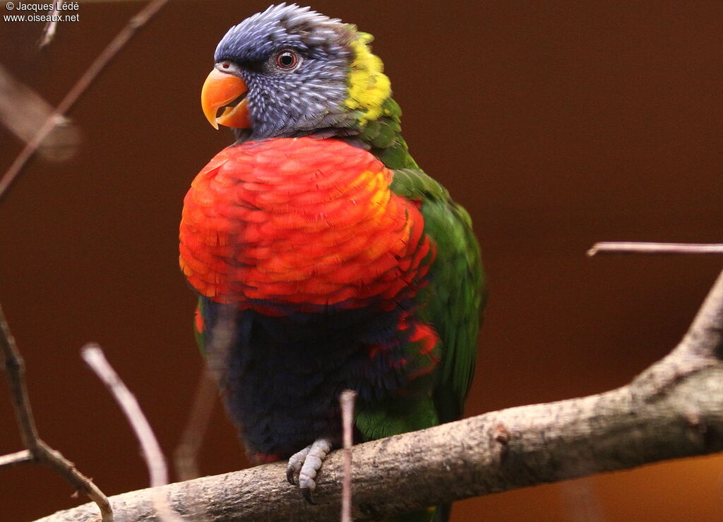 Loriquet à tête bleue