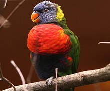 Coconut Lorikeet