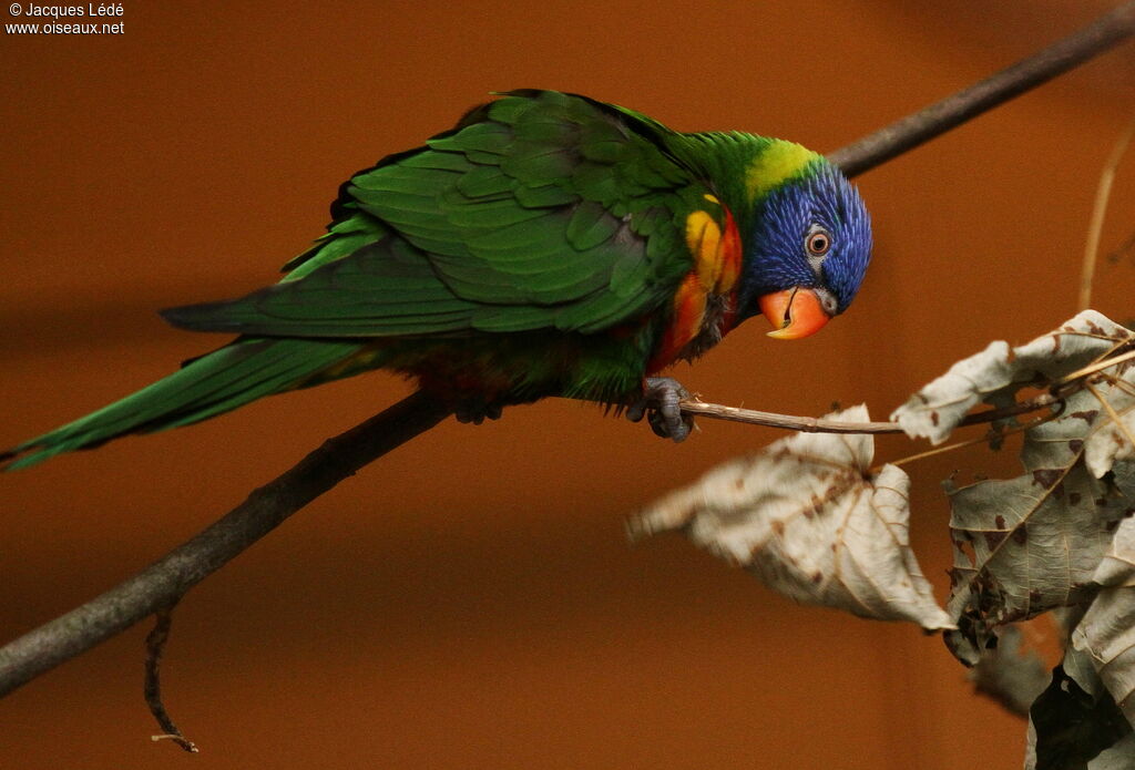 Loriquet à tête bleue