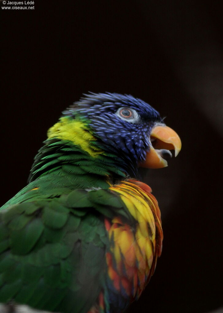 Loriquet à tête bleue