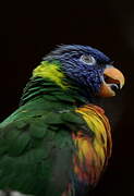 Coconut Lorikeet