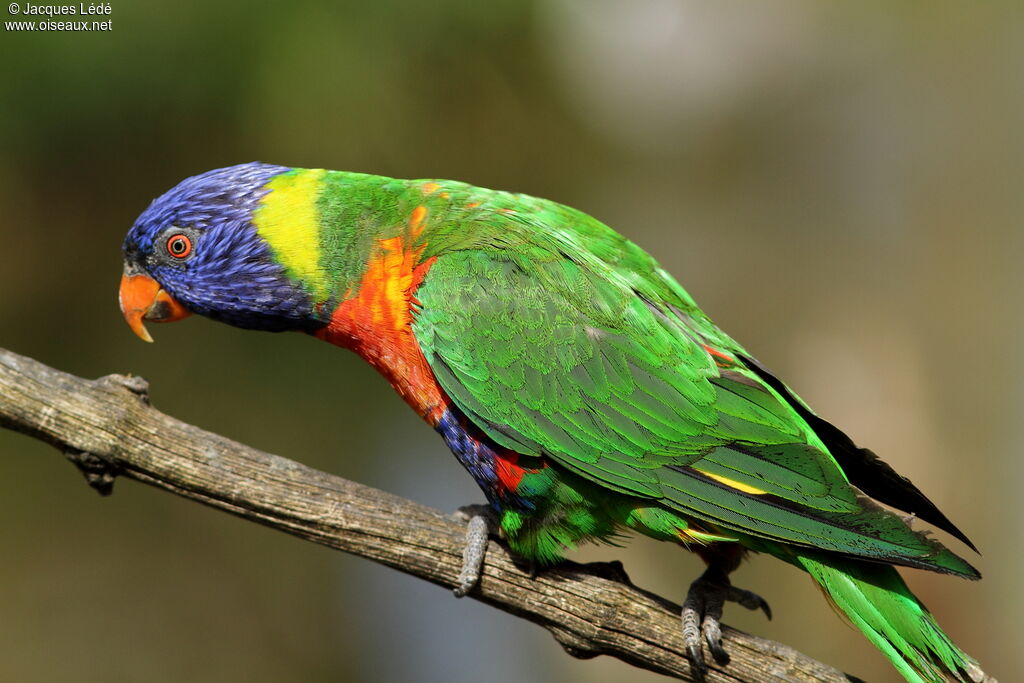 Coconut Lorikeet