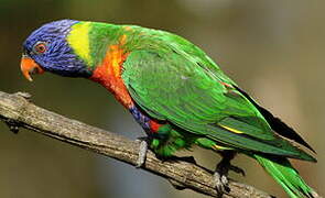 Coconut Lorikeet