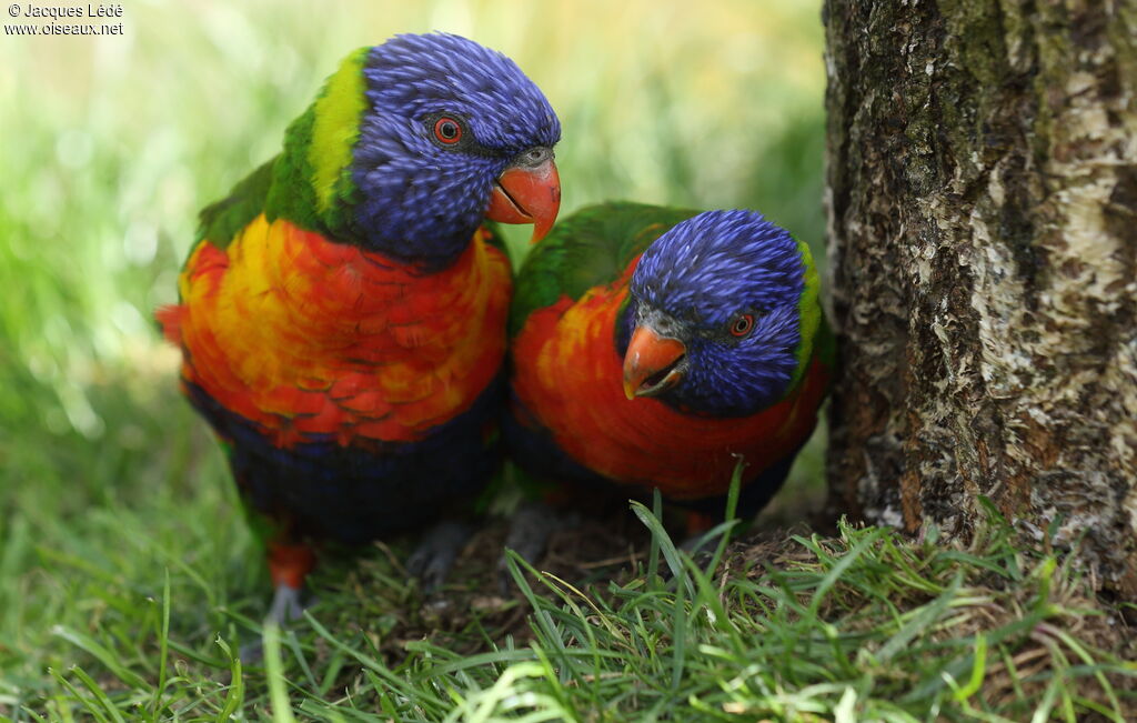 Coconut Lorikeet