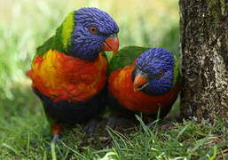 Coconut Lorikeet