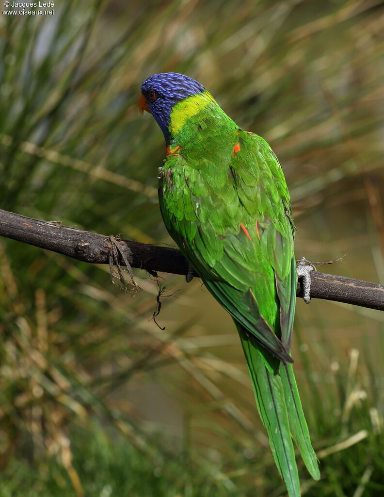 Coconut Lorikeet