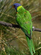 Coconut Lorikeet