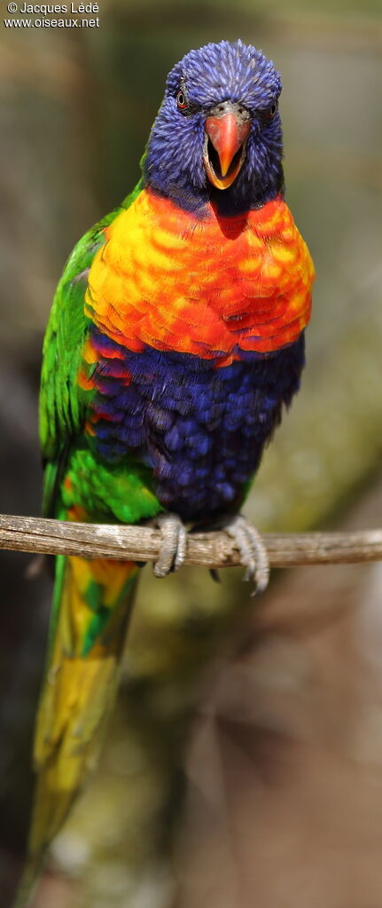 Coconut Lorikeet