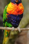 Coconut Lorikeet