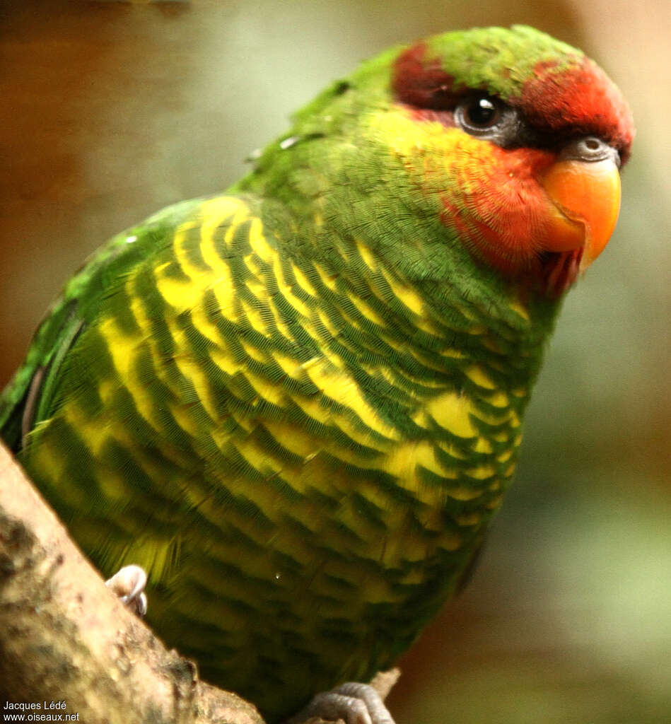 Mindanao Lorikeet, close-up portrait