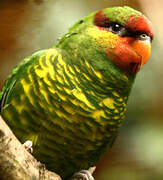 Mindanao Lorikeet