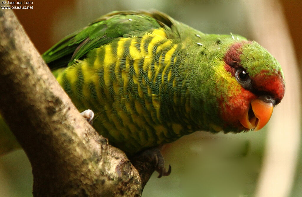 Mindanao Lorikeet