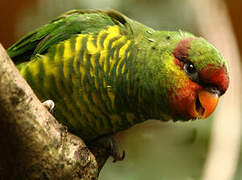 Mindanao Lorikeet