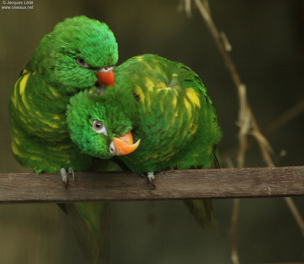 Scaly-breasted Lorikeet