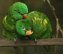 Scaly-breasted Lorikeet