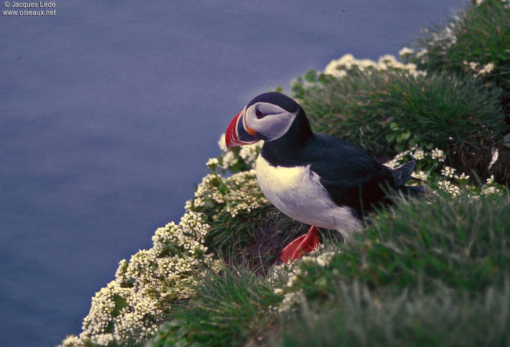 Atlantic Puffin