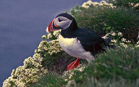 Atlantic Puffin