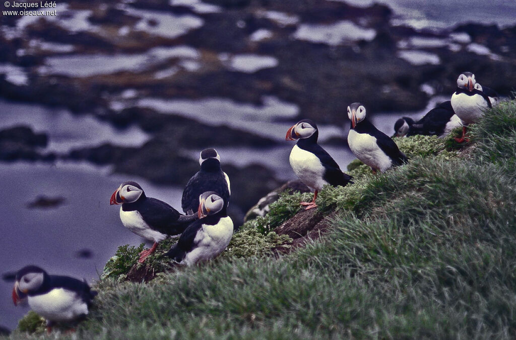 Atlantic Puffin