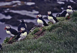 Atlantic Puffin