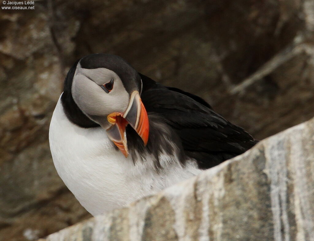 Atlantic Puffin