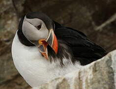 Atlantic Puffin