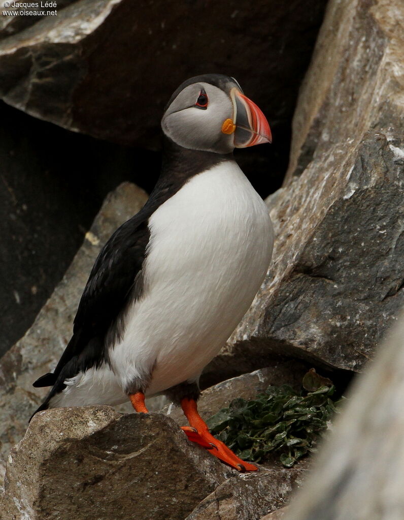 Atlantic Puffin