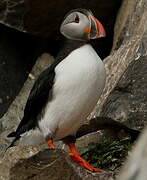 Atlantic Puffin