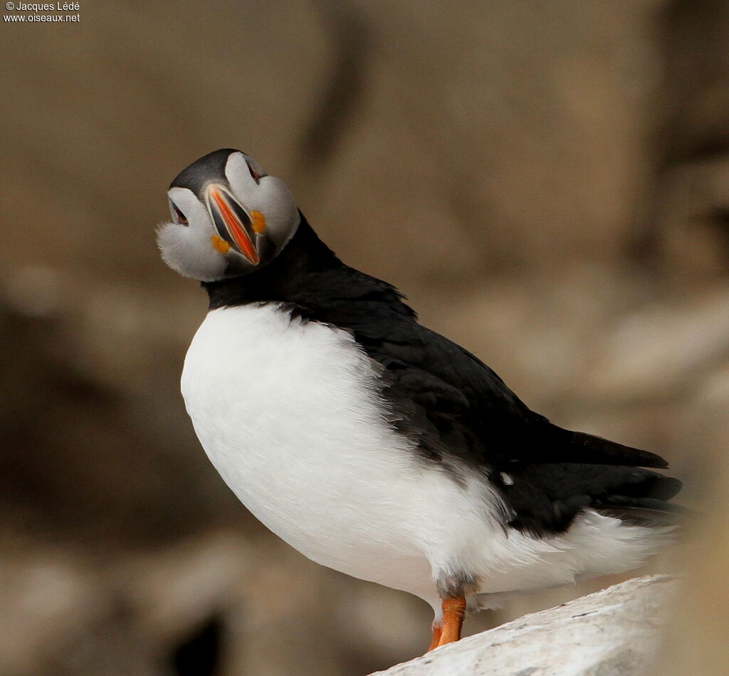 Atlantic Puffin