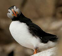 Atlantic Puffin