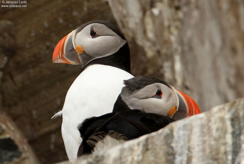 Atlantic Puffin