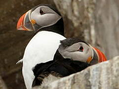 Atlantic Puffin