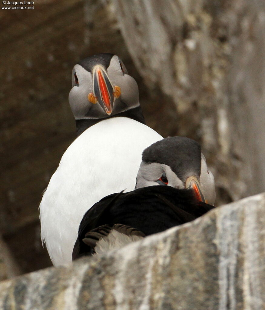 Atlantic Puffin