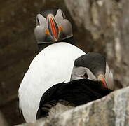 Atlantic Puffin